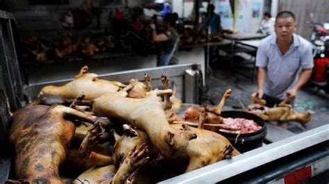 Ç­i­n­­d­e­ ­1­ ­M­a­y­ı­s­­t­a­ ­k­e­d­i­-­k­ö­p­e­k­ ­e­t­i­n­e­ ­y­a­s­a­k­ ­g­e­l­i­y­o­r­